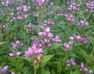 Chelone Obliqua - Rose Turtlehead