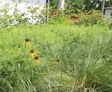 Load image into Gallery viewer, Ground &amp; Crown – Plant Power Pack
