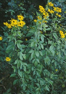 Rudebeckia subtomentosa - Sweet Coneflower