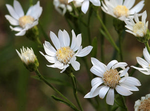 Oligoneuron Album - White Goldenrod