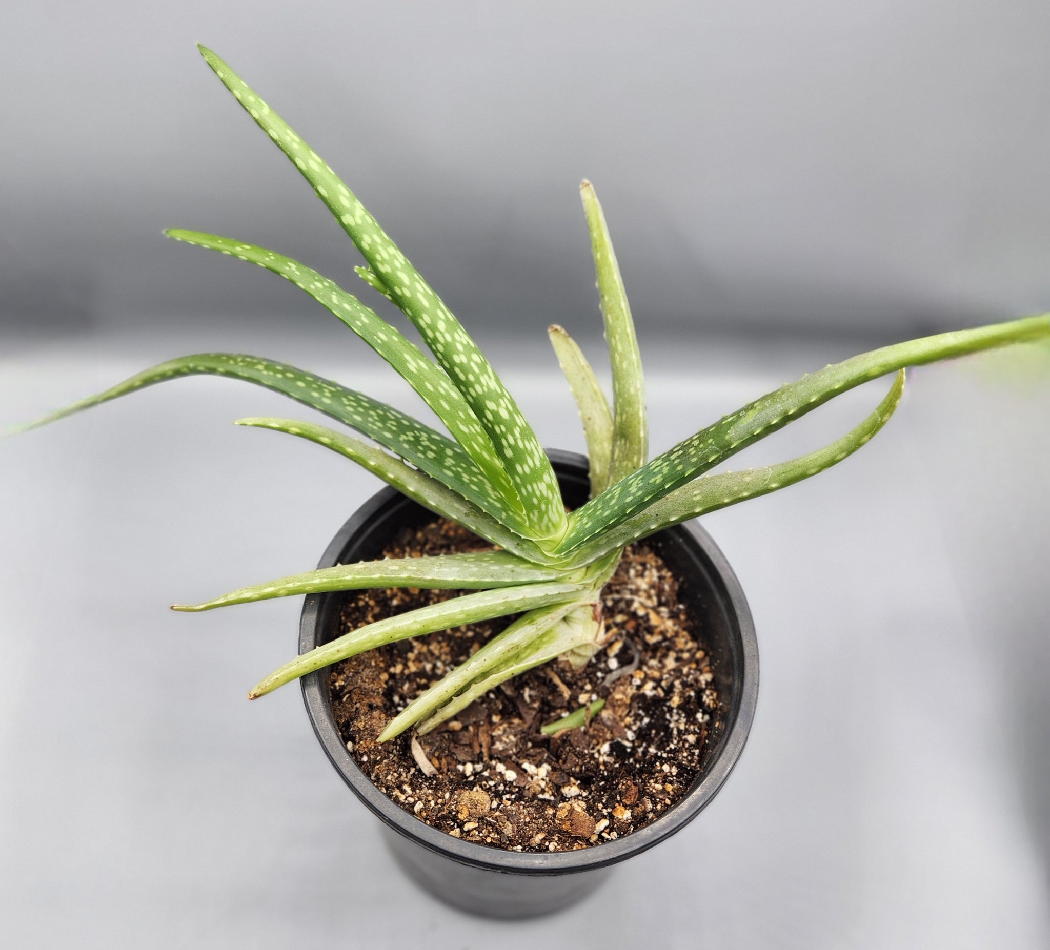aloe vera barbadensis miller plant buy Aloe barbadensis miller