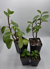 Load image into Gallery viewer, Peperomia obtusifolia - Baby Rubber Plant

