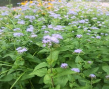 Load image into Gallery viewer, The Wanderer – Plant Power Pack
