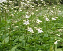Load image into Gallery viewer, The Wanderer – Plant Power Pack
