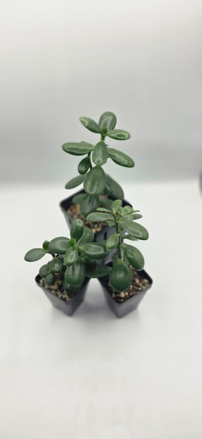 Crassula ovata – Jade Plant