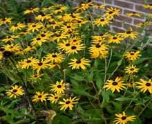 Load image into Gallery viewer, The Wanderer – Plant Power Pack
