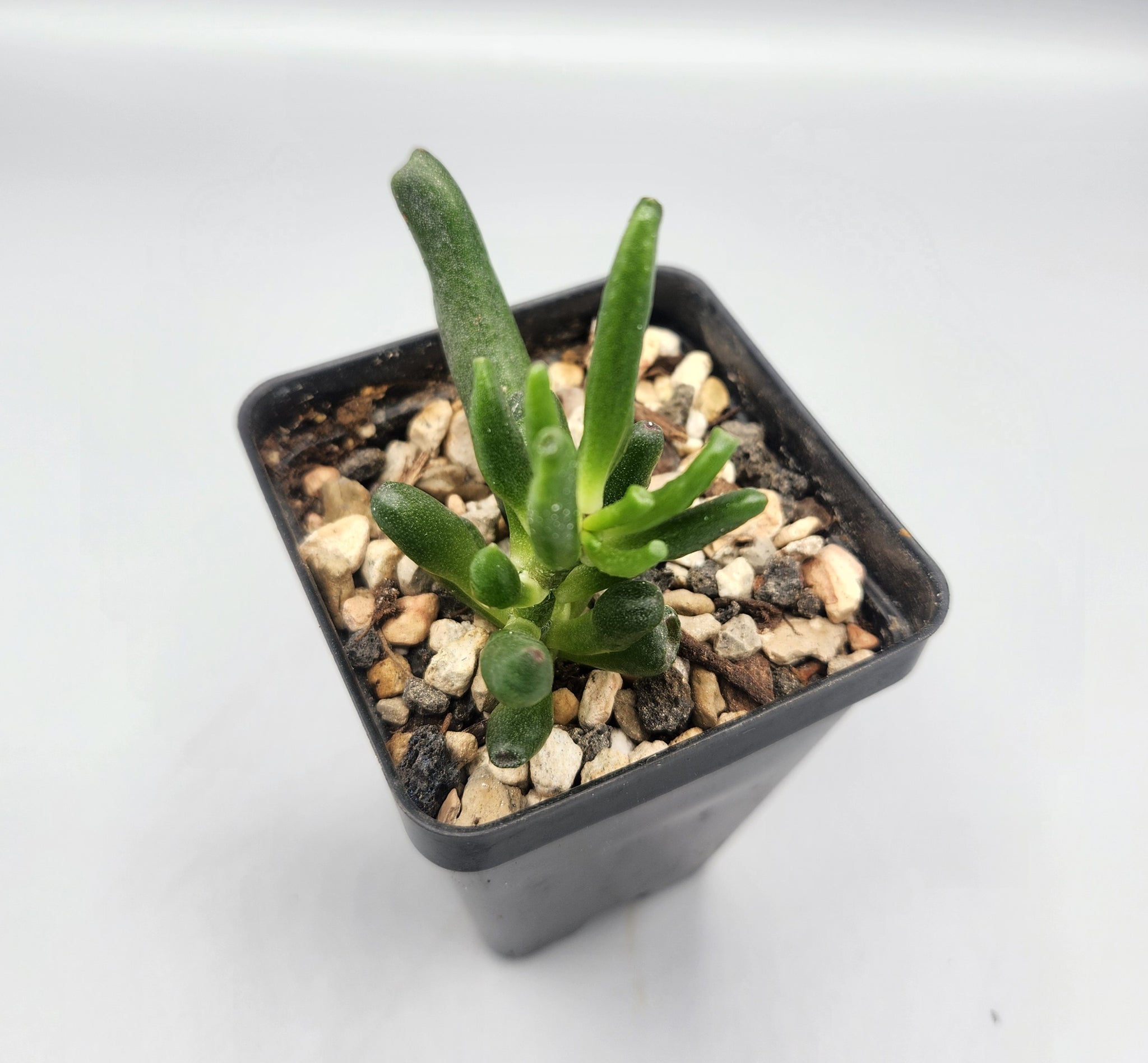 ogre ear succulent Crassula ovata 'Gollum'