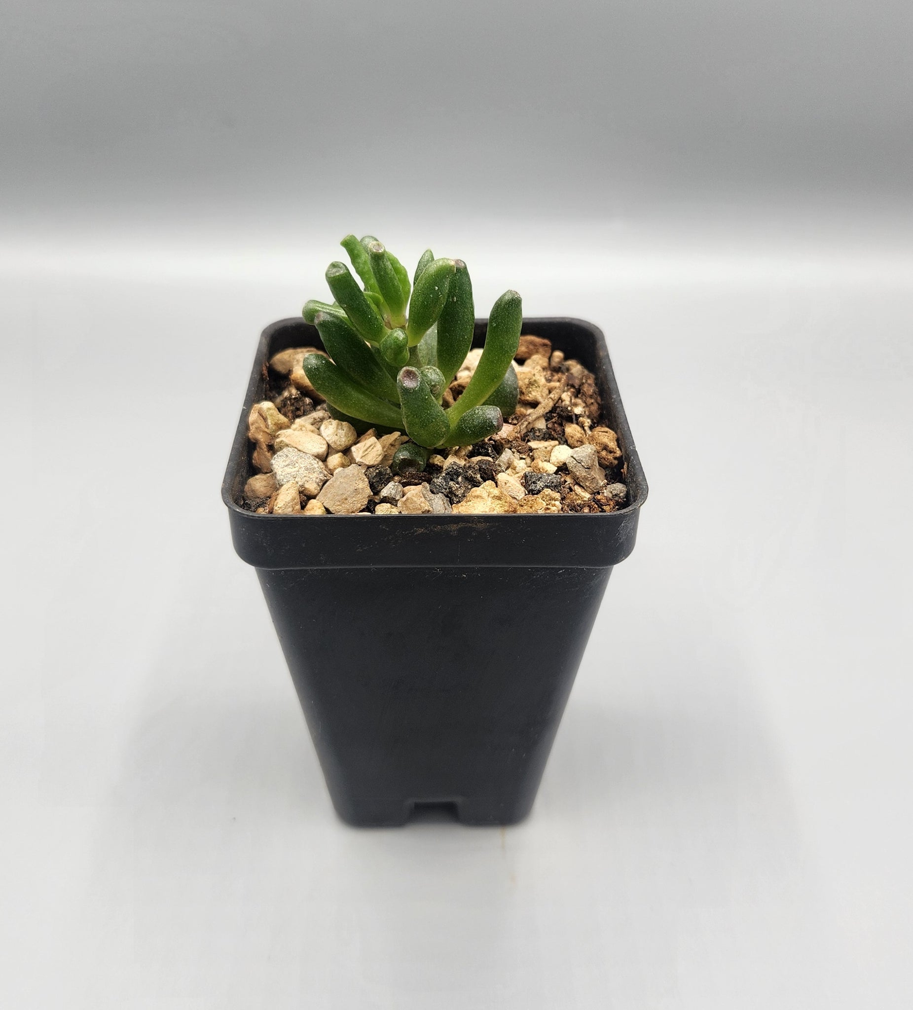 ogre ear succulent Crassula ovata 'Gollum'