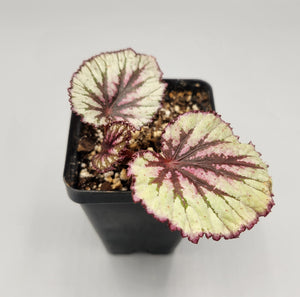 Begonia rex-cultorum - Rex Begonia