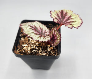 Begonia rex-cultorum - Rex Begonia