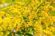 Solidago Rigida- Rigid Goldenrod