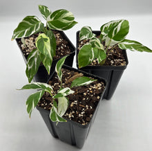 Load image into Gallery viewer, Calathea lietzei - Fusion White
