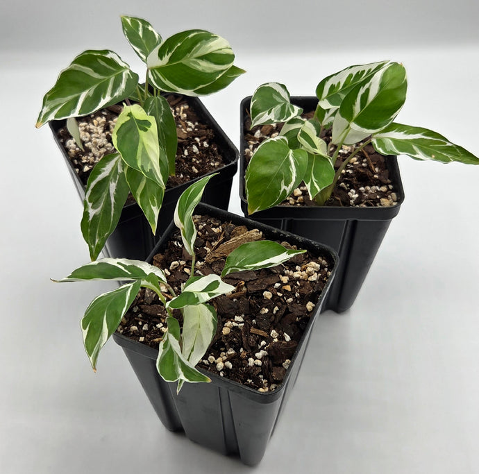 Calathea lietzei - Fusion White