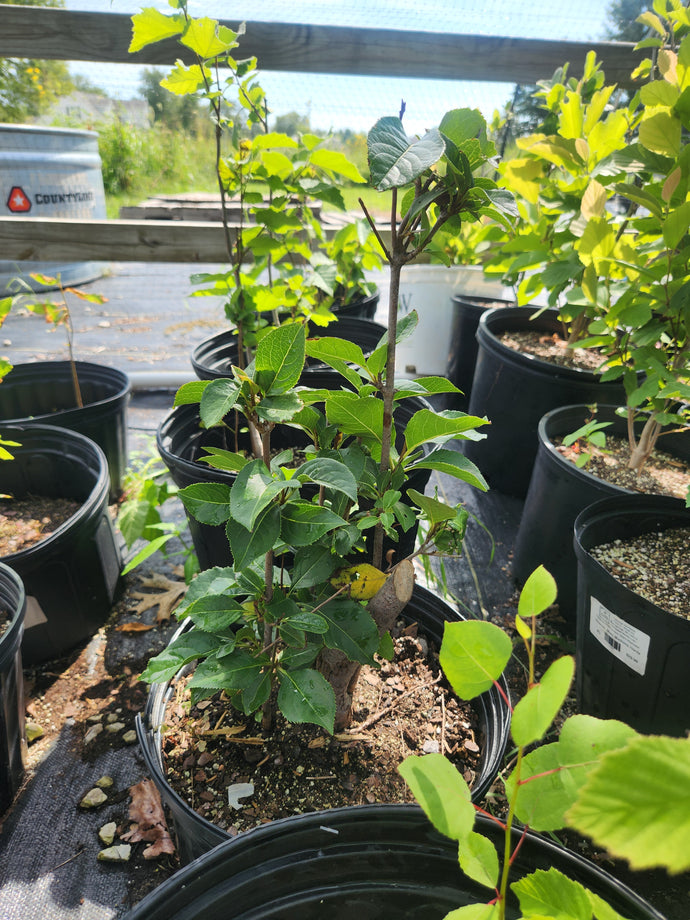 Corylus americana — American Hazelnut