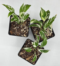 Load image into Gallery viewer, Calathea lietzei - Fusion White
