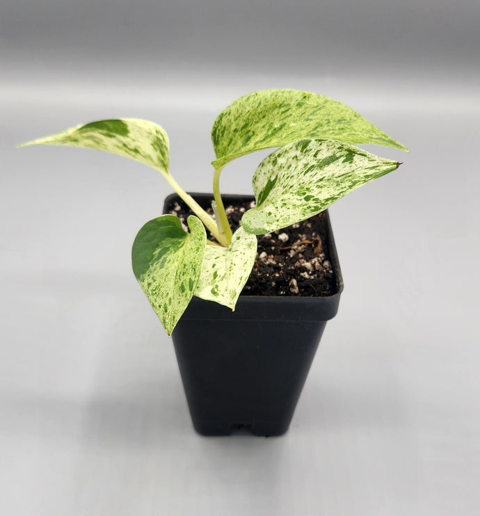 epipremnum pothos marble queen Epipremnum aureum