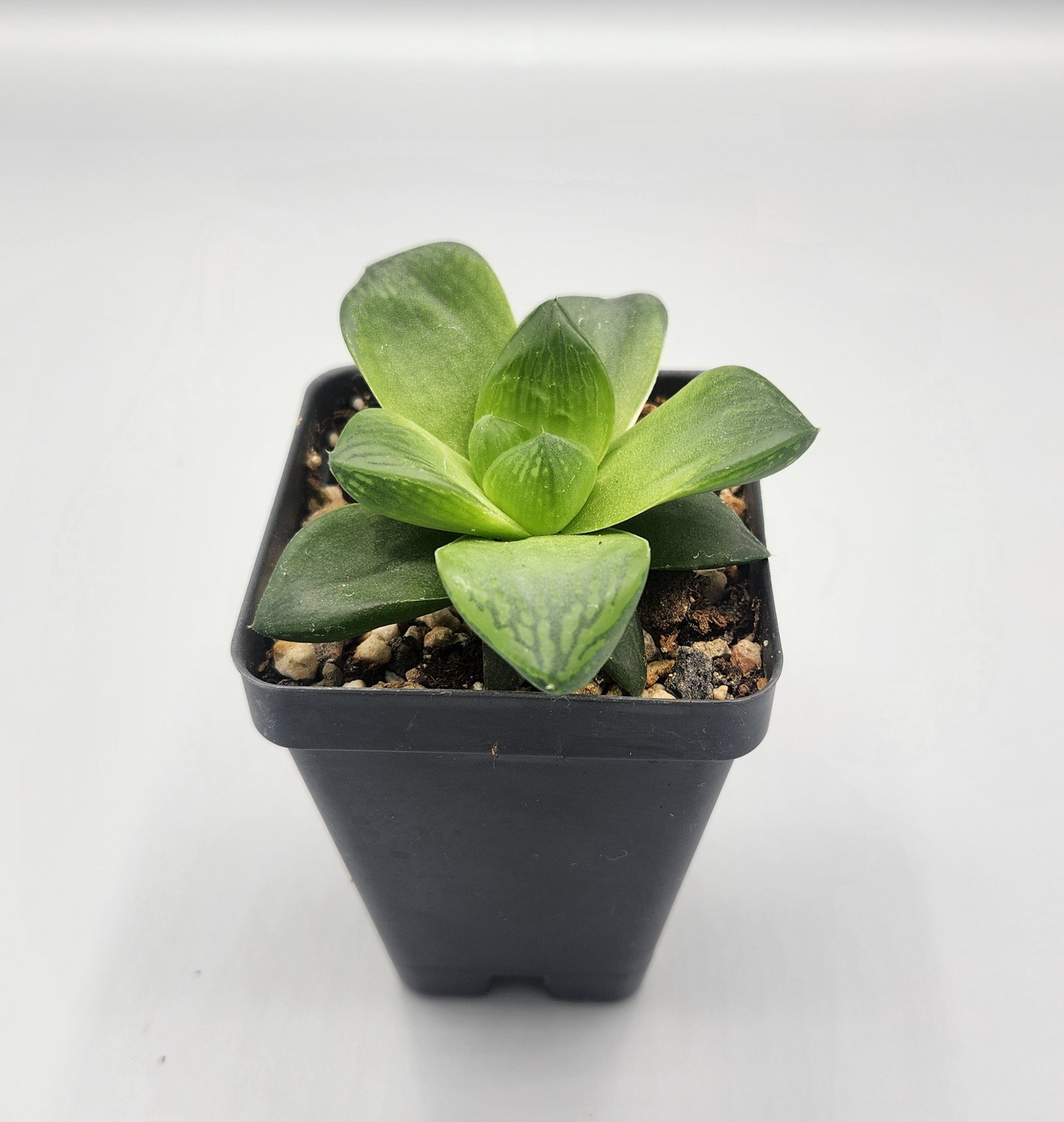 haworthia window succulent Haworthia cuspidata