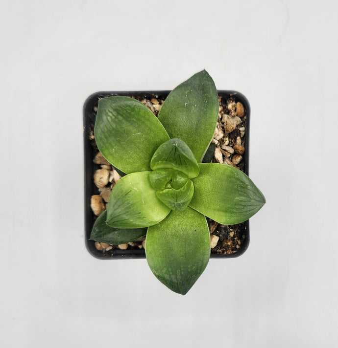 haworthia cuspidata succulent Haworthia cuspidata