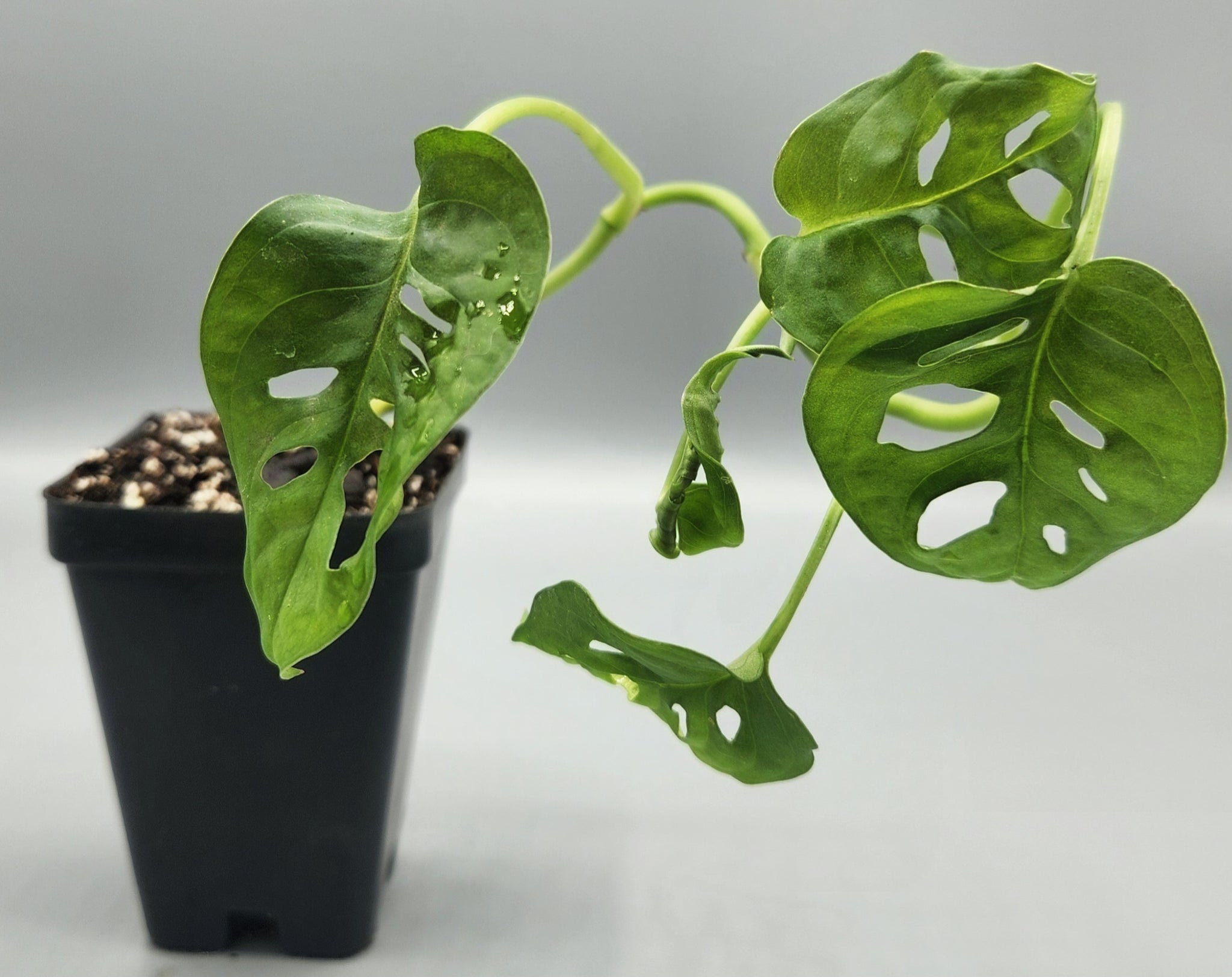 monstera adansonii native Monstera adansonii