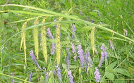 Carex Crinita – Fringed Sedge