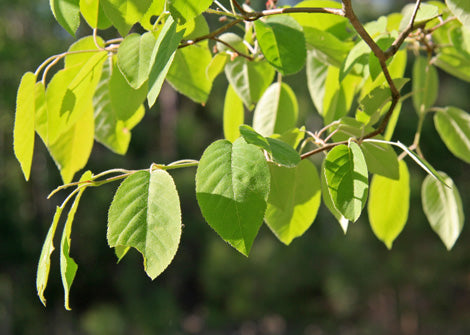 Amelanchier arborea – Downy Serviceberry