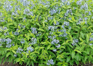 Amsonia tabernaemontana – Eastern Bluestar