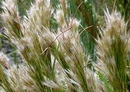 Andropogon glomeratus – Bushy Bluestem