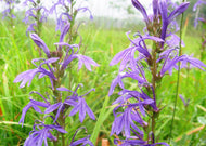 Andropogon virginicus – Broom Sedge
