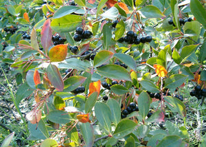 Aronia melanocarpa – Black Chokeberry