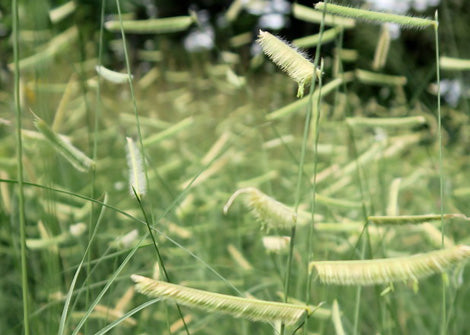 Bouteloua gracilis - Blue Grama Grass – Green Thumb Gardens KC – Native ...