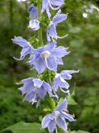 Campanulastrum americanum - American Bellflower