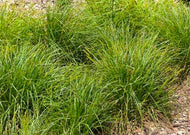 Carex vulpinoidea – Fox sedge