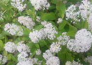 Ceanothus americanus – New Jersey tea plant