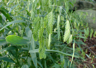 Chasmanthium Latifolium – River Oats
