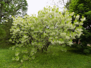 Chionanthus virginicus - Fringe Tree