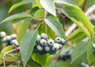 Cornus amomum – Silky Dogwood