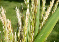 Elymus virginicus – Virginia Wild Rye