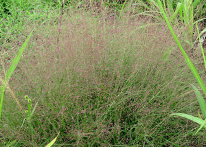 Eragrostis spectabilis – Purple love grass