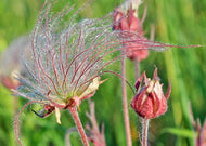 Geum triflorum – Prairie Smoke
