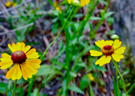 Helenium flexuosum – Purple-headed sneezeweed