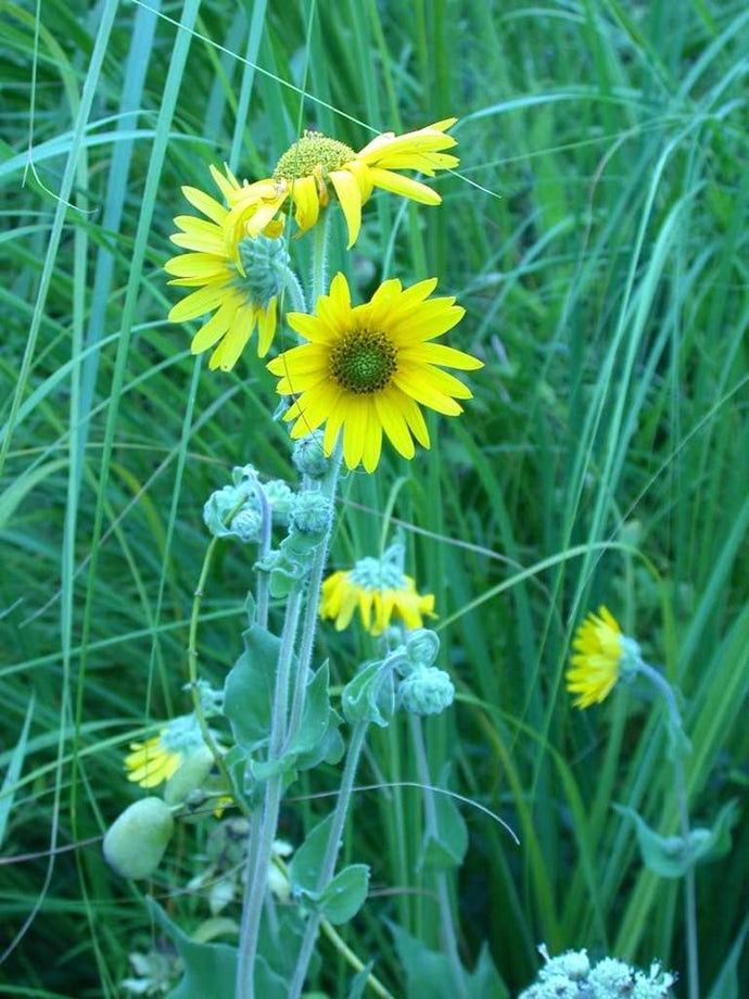 Helianthus mollis - Downy Sunflower