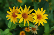 Heliopsis Helianthoides - False sunflower