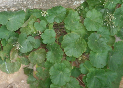 Heuchera parviflora – Littleflower Alumroot