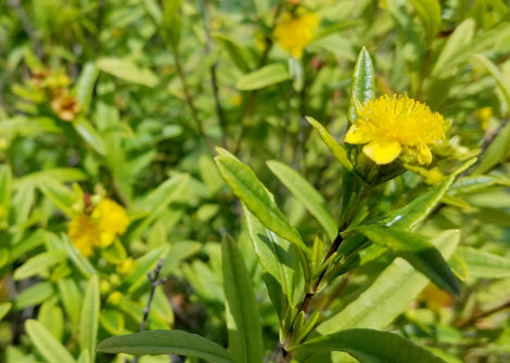 Hypericum prolificum – Shrubby St. Johns Wort