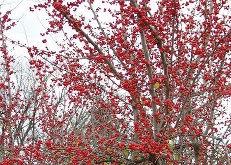 Ilex decidua – Deciduous holly