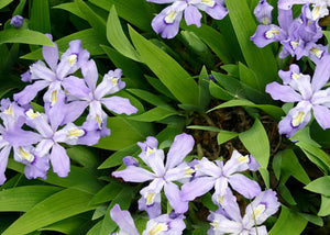 Iris cristata – Dwarf crested iris