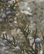 Juniperus virginiana - Eastern Red Cedar