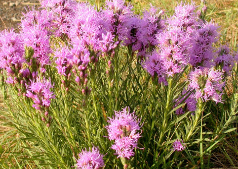Liatris punctace – Dotted Blazing Star