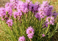 Liatris punctace – Dotted Blazing Star