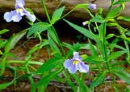Mimulus ringens – Monkey Flower